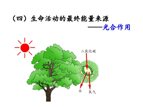 光合作用