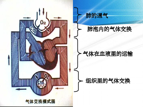 七年级生物完整---肾脏74666PPT课件