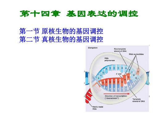 普通遗传学第十四章  基因表达的调控