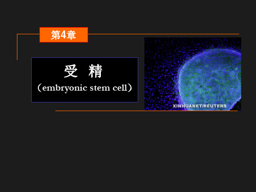 第四章  受精