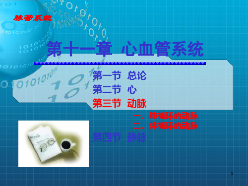 人体解剖学课件动脉