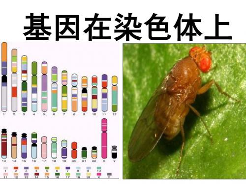 人教版教学课件2.2基因在染色体上