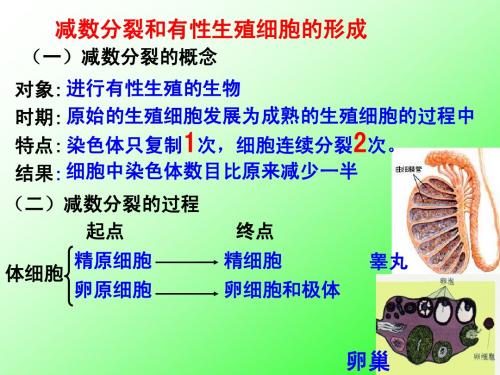 减数分裂与有丝分裂区别(第三课时)