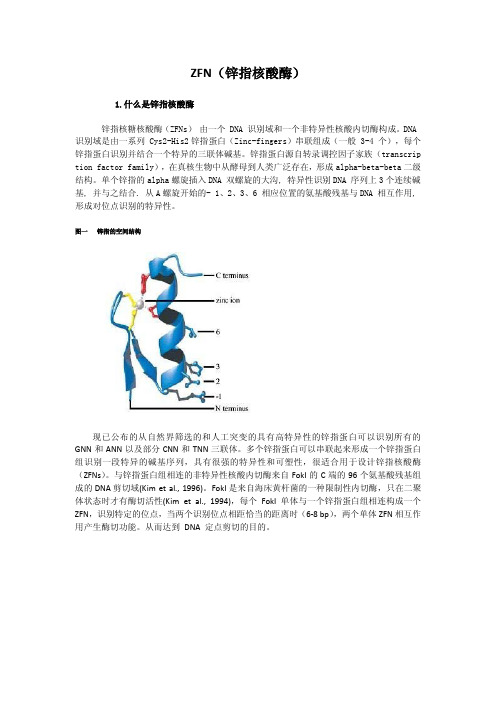 ZFN锌指核酸酶