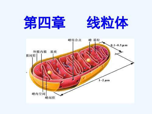 线粒体教学课件