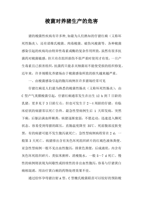 梭菌对养猪生产危害