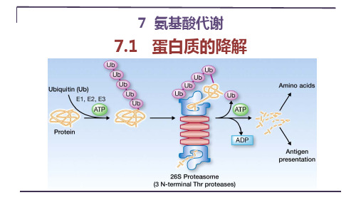 蛋白质的降解