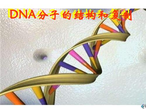 高一生物DNA分子的结构和复制