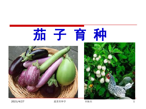 蔬菜育种学各论课件茄子育种