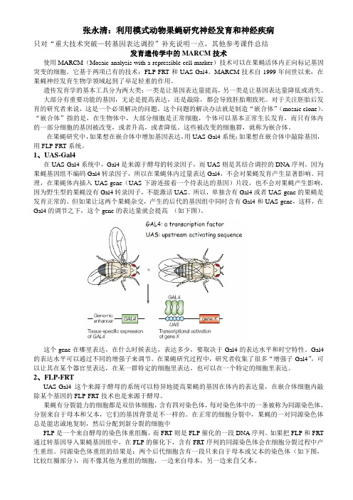 张永清——利用模式动物果蝇研究神经发育和神经疾病