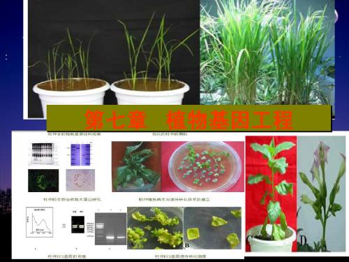 第七章植物基因工程