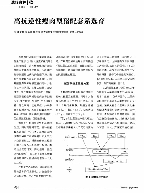 高抗逆性瘦肉型猪配套系选育