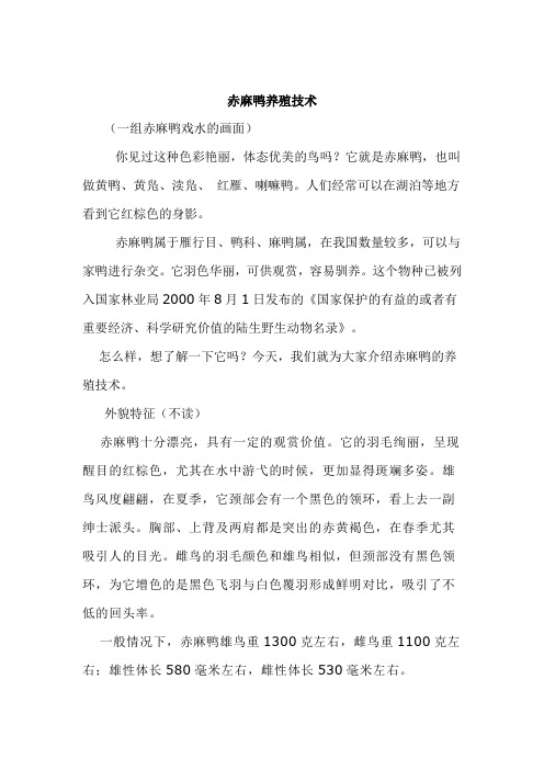 赤麻鸭养殖技术