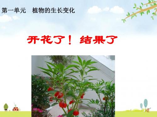 教科版科学三年级下册 1.6《开花了,结果了》 精品名师公开课课件