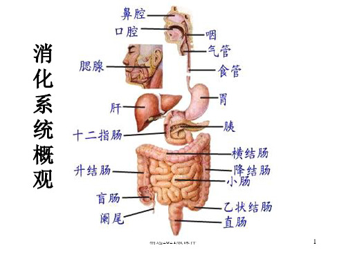 人体的消化系统(图)