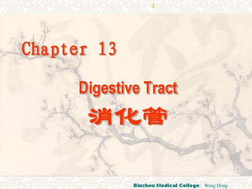 消化管 digestive tract-- 组织学与胚胎学