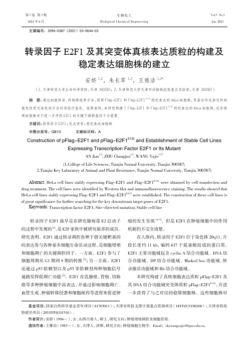 转录因子E2F1及其突变体真核表达质粒的构建及稳定表达细胞株的建立