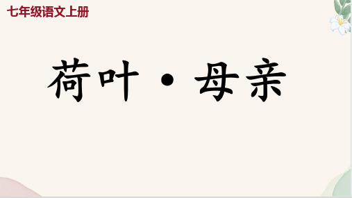 第7课 《荷叶 母亲》(课件)七年级语文上册(统编版2024五四学制)