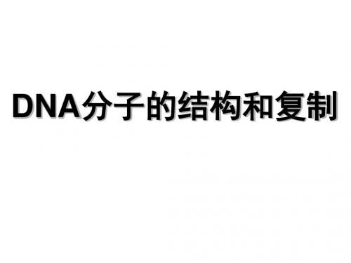 DNA分子的结构和复制及相关计算