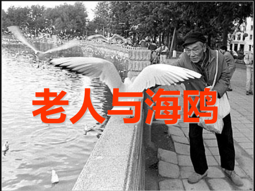 老人与海鸥课件