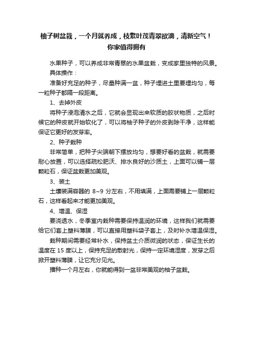 柚子树盆栽，一个月就养成，枝繁叶茂青翠欲滴，清新空气！你家值得拥有