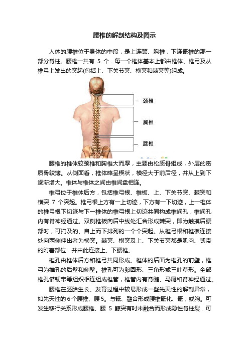 腰椎的解剖结构及图示