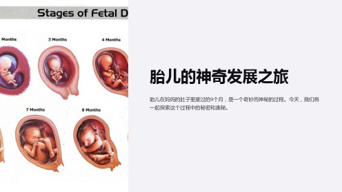 发展心理学胎儿ppt课件