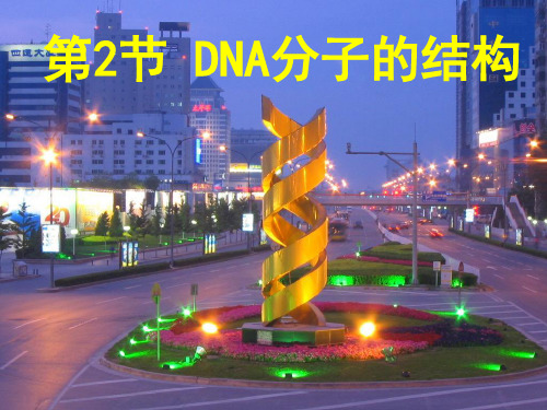 (完整版)DNA分子的结构计算全部