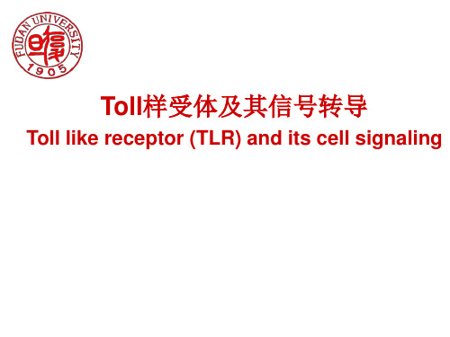 TLR及信号通路(Toll样受体及其信号转导)课件