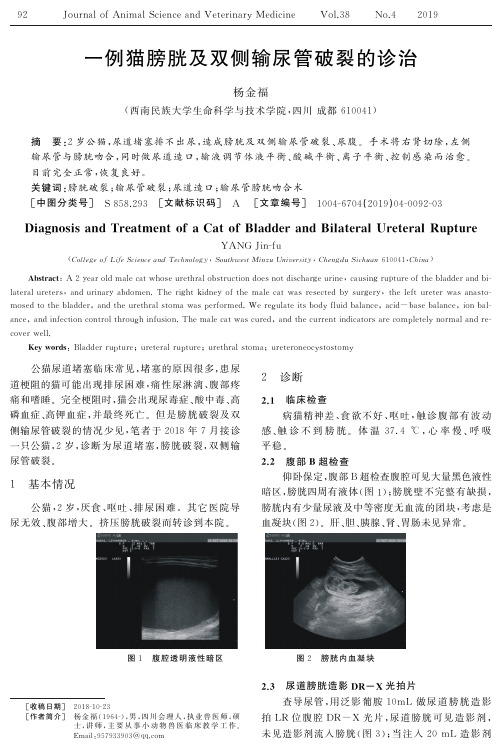 一例猫膀胱及双侧输尿管破裂的诊治