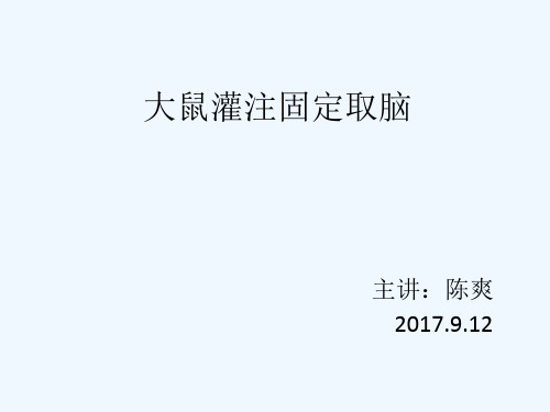 大鼠灌注固定取脑解剖取材