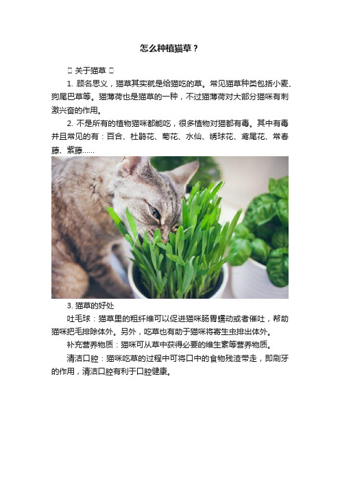 怎么种植猫草？