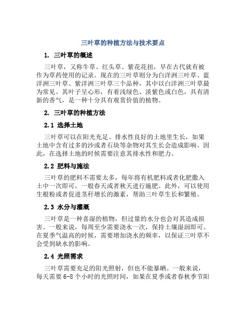 三叶草的种植方法与技术要点