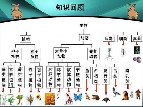 人教版八上  6.2 认识生物的多样性课件(共26张PPT)