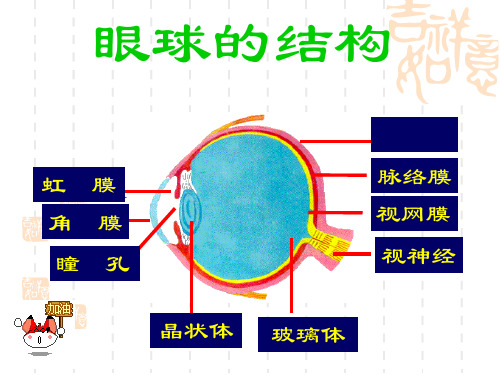 眼习题PPT课件