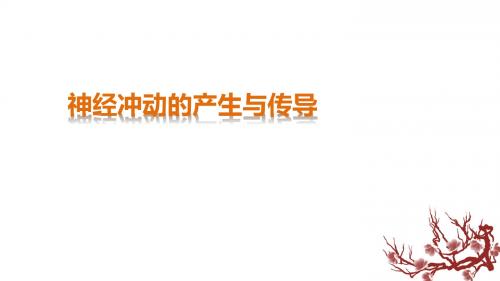 中图版 必修三 神经冲动的产生与传导 课件(26张)