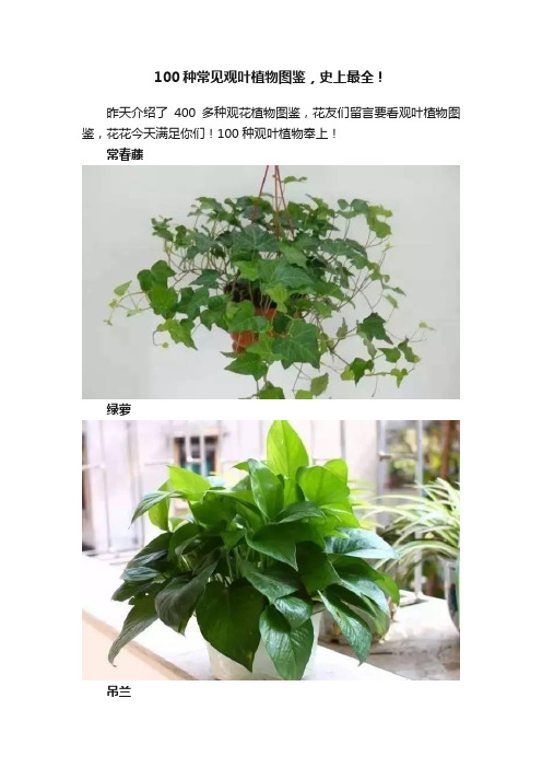 100种常见观叶植物图鉴，史上最全！