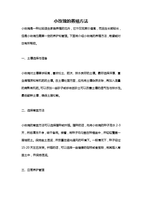 小玫瑰的养殖方法