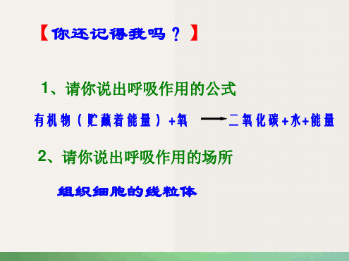 济南版七年级下册第一节人体与外界的气体交换复习课件