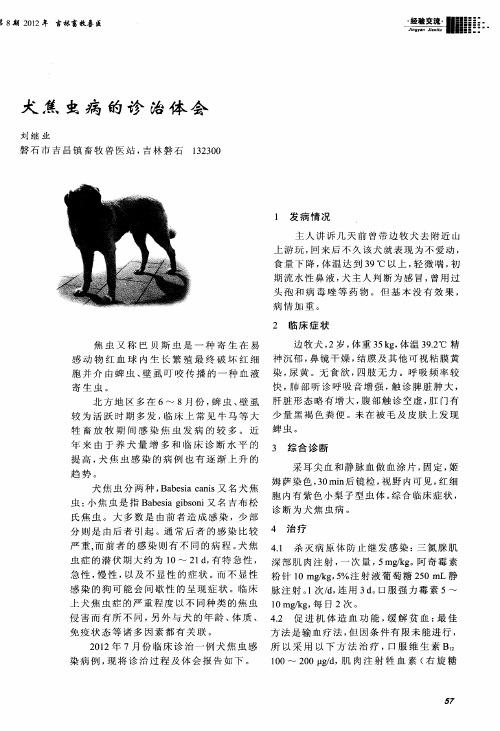 犬焦虫病的诊治体会