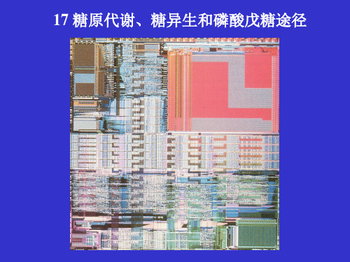 17糖原代谢、糖异生和磷酸戊糖途径