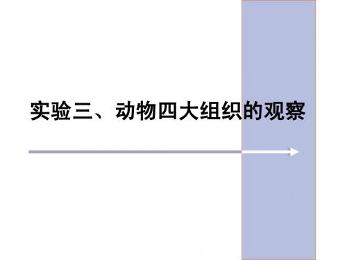 3动物的四大组织的观察