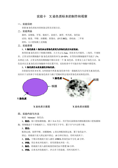 实验十  X染色质标本的制作和观察