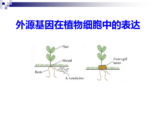 外源基因在植物细胞中的表达