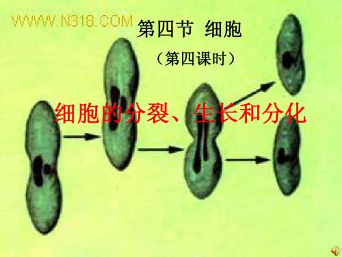 细胞的分裂、生长和分化