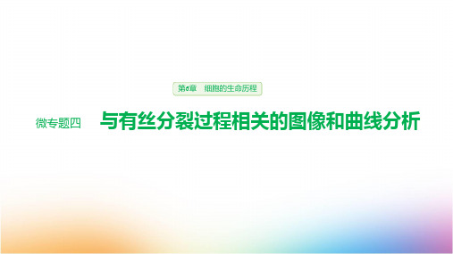 高中生物必修1优质课件 微专题四 与有丝分裂过程相关的图像和曲线分析