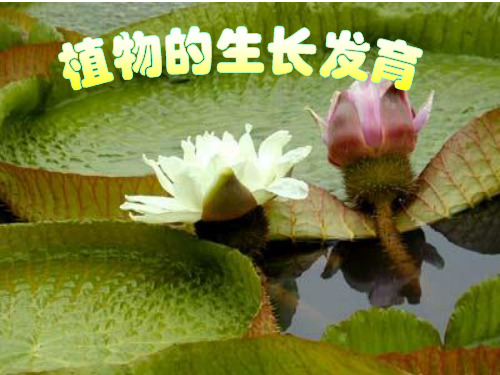 【初中生物】植物的生长发育PPT课件