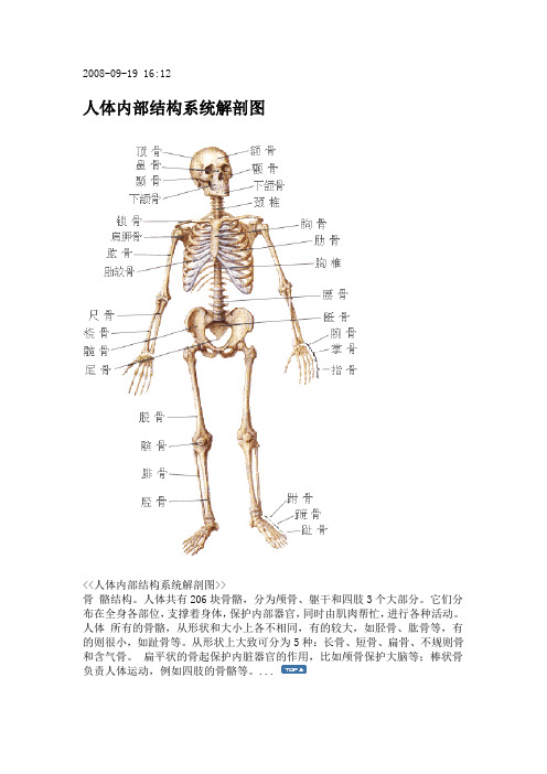 人体内部结构系统解剖图