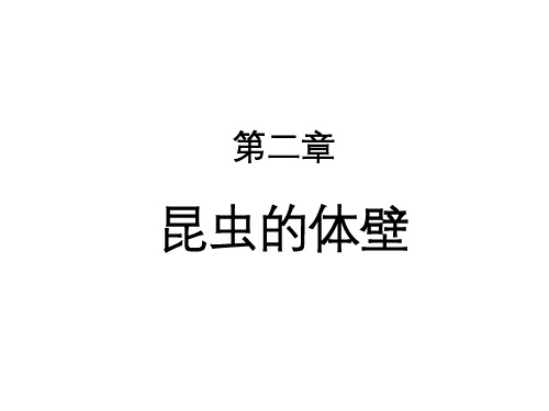 第二章—体壁概述