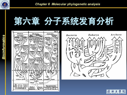 第6章分子系统发育分析[1]